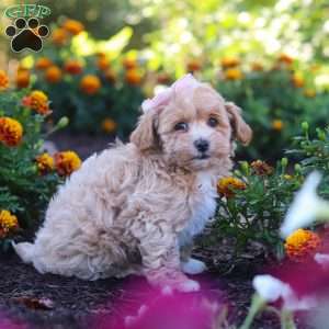 Lily, Havapoo Puppy
